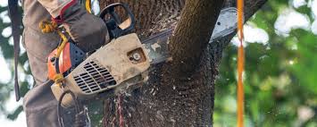  Maple Heights, OH Tree Care Services Pros