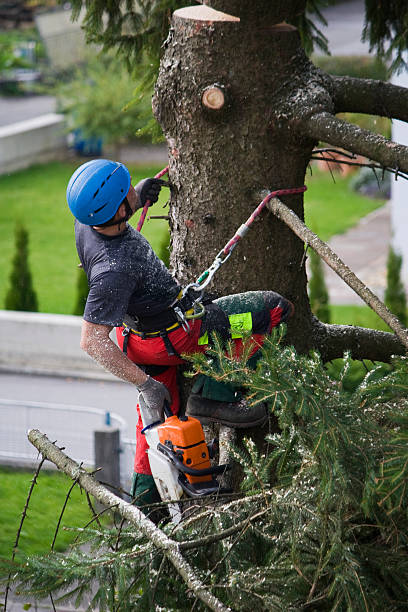 Best Commercial Tree Services  in Maple Heights, OH